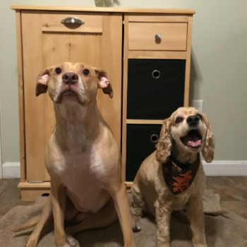 2 dogs food bin